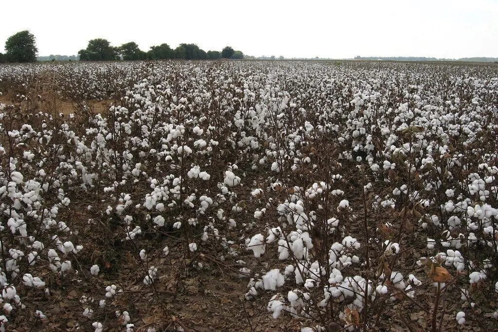 Eucalyptus Sheets vs Cotton Sheets & Giggles