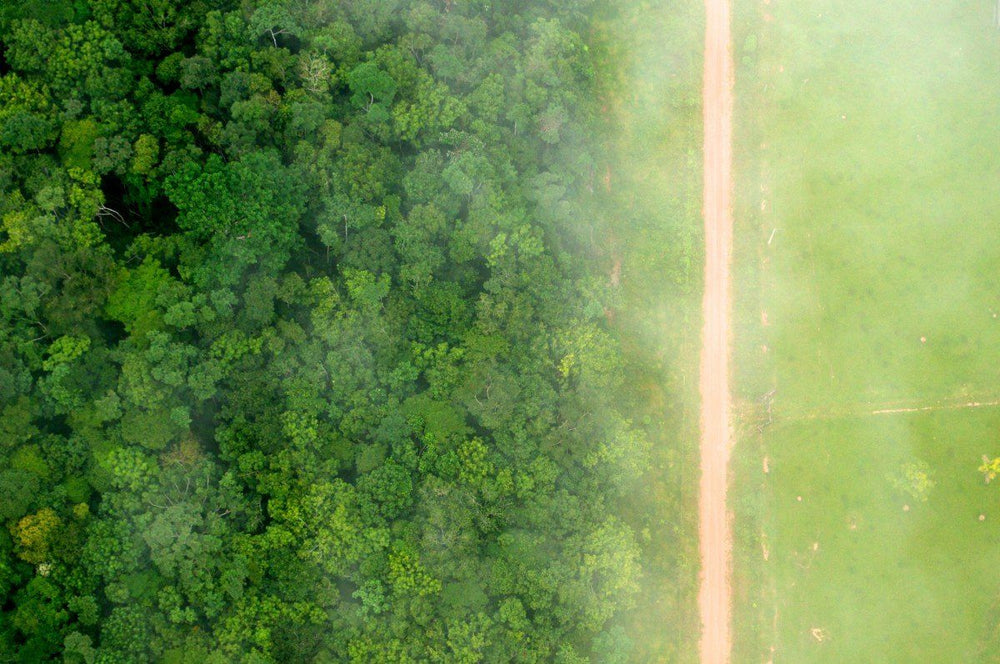 How you can help prevent deforestation