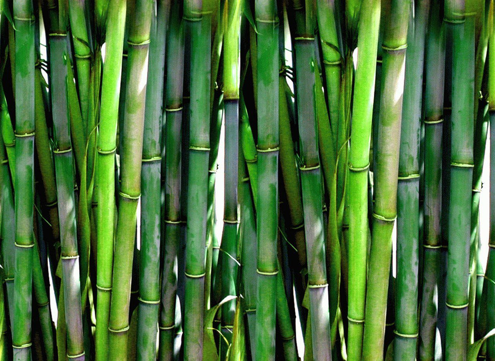Is bamboo sustainable or a greenwashing story?