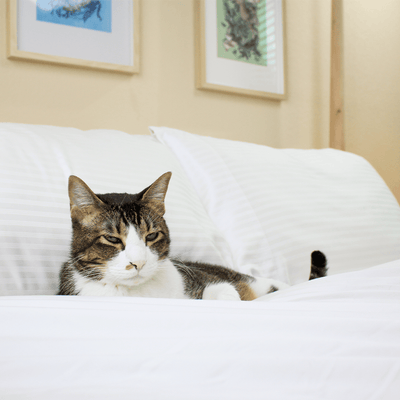 a cat resting unenthusiastically on our white stripe eucalyptus sheets||#color_white-stripes